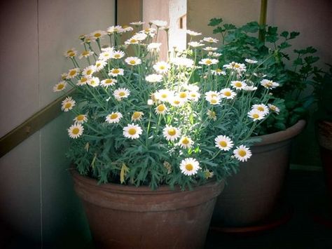 Growing Chamomile in Pots | Balcony Garden Web Growing Chamomile, Balcony Lighting Ideas, Glass Black And White, Chamomile Growing, Chamomile Seeds, Chamomile Plant, Growing Rosemary, Balcony Lighting, Sustainable Garden