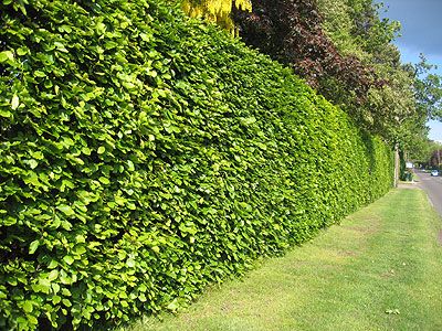 Beech hedging Barn Exterior Ideas, Plant Backdrop, Beech Hedge, Evergreen Hedge, Privacy Hedge, Garden Hedges, Hedging Plants, How To Attract Birds, Green Lawn