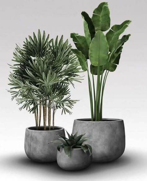 Indoor Landscape Design, Plants In Baskets, Potted Plants Outdoor, Cement Pots, Home Garden Design, Plant Decor Indoor, Office Plants, Interior Plants, House Plants Decor