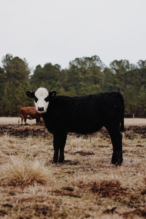 Does anyone know what breed of #cattle this is? His face is #white, but his whole body is #black, I have never seen it! Black Farm Animals, Black Cows, Black And White Cows, Calving Season, Homestead Animals, Beautiful Chickens, Healing Spirituality, Black And White Face, Cow Pictures