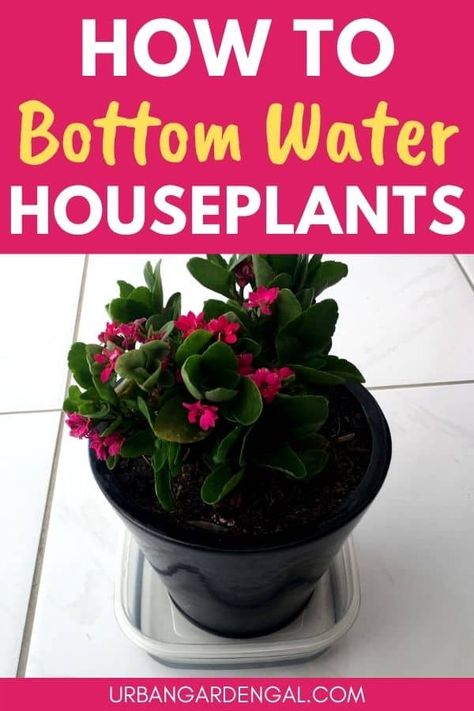 How To Bottom Water Houseplants - Urban Garden Gal Bottom Watering Plants, Safe House Plants, Bottom Watering, Best Bathroom Plants, Houseplants Decor, Potted Plants Outdoor, Self Watering Pots, Spider Plant, Indoor Plant Care