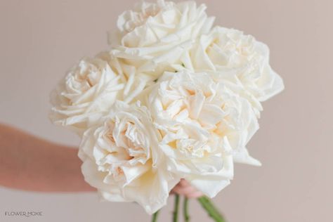 Garden Roses Online | DIY Wedding Flowers | Flower Moxie Flower Moxie, Garden Rose Bouquet, Alt Wedding, Diy Bridal Bouquet, Fresh Wedding Flowers, Types Of Roses, Garden Rose, Flower Care, White Wedding Flowers