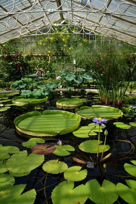 Kew Gardens Greenhouse, Kew Gardens Aesthetic, Cozy Car Interior, House Garden Design, Cozy Car, Kew Gardens London, Ideas Garden Design, Outside Garden, Home Greenhouse