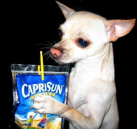 Chi with fondness for Capri Sun Funny Animals With Captions, Sun Dogs, Capri Sun, Cat Drinking, Chihuahua Love, Funny Dog Pictures, Chihuahua Puppies, Puppies Funny, Kittens Funny