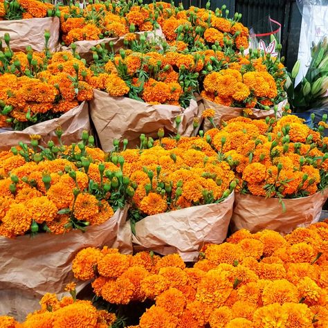 Mexican Marigolds for Dia De Los Muertos fresh from farms are here at California Flower Mall downtown Los Angeles wholesale flower market no entry fee open daily Mexican Flowers Aesthetic, Marigold Installation, Mexican Marigolds, Mushroom Facts, Mexican Marigold, Flower For Decoration, Los Angeles Fashion District, Orange Marigold, Mexican Flowers