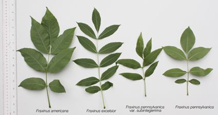 Department of Agriculture | Identifying Ash Trees Leaf Identification, Ash Leaf, Tree Id, Tree Identification, Street Trees, Ash Tree, Celtic Tree, Plant Drawing, Tree Wallpaper