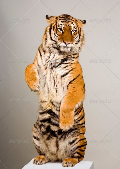 Tiger standing up by Lifeonwhite. Tiger standing up lying down in front of a white background. All my pictures are taken in a photo studio#lying, #front, #Lifeonwhite, #Tiger Tiger Standing, Tiger Pictures, Cat Reference, Cat Stands, Majestic Animals, A Tiger, Cute Wild Animals, Large Cats, Animal Photo