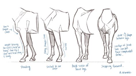 Legs Front View, Horse Drawing Reference Sketch, Horse Art Anatomy, Front View Drawing, Horse Leg Anatomy, Horse Sketch Anatomy, Horse Leg Anatomy Drawing, Equine Anatomy Art, Leg Drawing