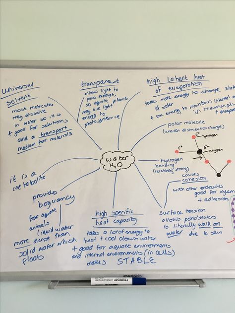 Whiteboard Studying, Whiteboard Method, Life Processes Biology Notes Class 10 Aesthetic, Science Revision Aesthetic, Biology Paper 1 Revision Notes, Gcse Biology Paper 1 Revision, School Manifestation, Romanticize Study, Whiteboard Notes