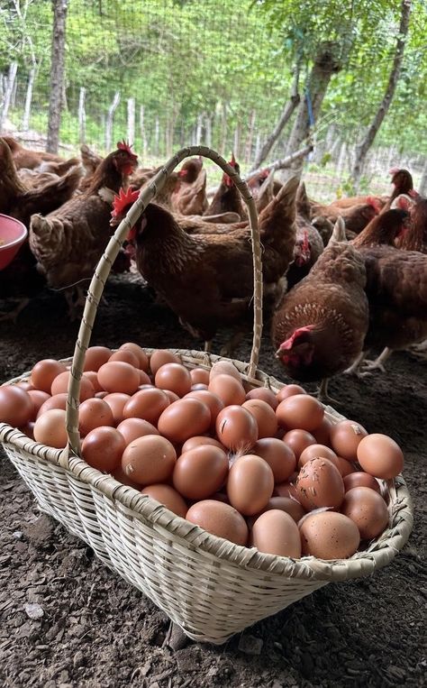 Farming Images, Poultry Farm Buildings, Agriculture Pictures, Harvest Farm, Chicken Bird, Backyard Chicken Farming, Livestock Farming, Farm Lifestyle, Animals Farm