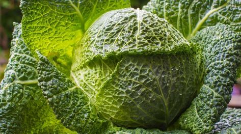 Cabbage Varieties: 21 Different Types of Cabbage Cultivars Growing Cabbage, Cabbage Varieties, Types Of Cabbage, Savoy Cabbage, Summer Harvest, South Devon, Napa Cabbage, Chinese Cabbage, Green Cabbage