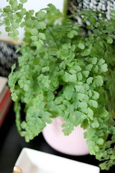 Maidenhair Fern Care, Fern Centerpiece, Fern Planters, Fern Care, Maiden Hair, Indoor Ferns, Ferns Care, Easy House Plants, Maidenhair Fern