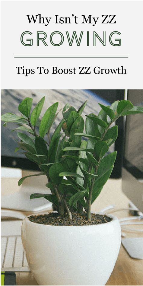 Zz Plant Decor, Zz Plant Care, Diy Container Gardening, Flowering Succulents, Plant Care Houseplant, Zz Plant, Living Room Plants, Inside Plants, Pothos Plant