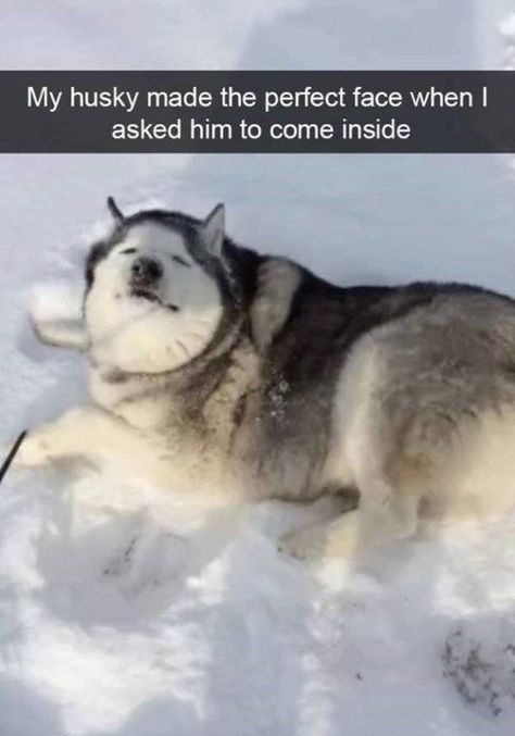 17 Husky Snaps That Prove They Can Be Cute And Derpy At The Same Time Puppy Husky, Husky Funny, Reptile Cage, My Husky, Funny Dog Memes, Husky Mix, A Husky, Funny Animal Jokes, School Memes