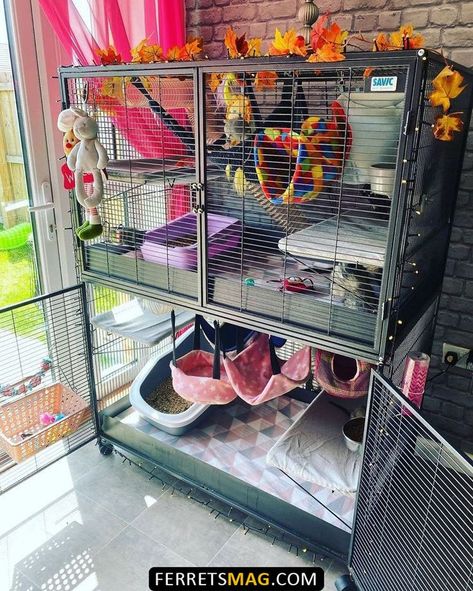 Ferret Diy, Ferret Accessories, Ferret Nation Cage, Pet Rat Cages, Rattus Rattus, Ferret Stuff, Ferret Toys, Ferrets Care, Sugar Glider Cage