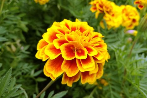 Deer Resistant Annuals, Marigolds In Garden, French Marigold, Growing Vegetables At Home, Planting Marigolds, Marigold Flower, Rock Garden Landscaping, Outdoor Decorating, California Poppy