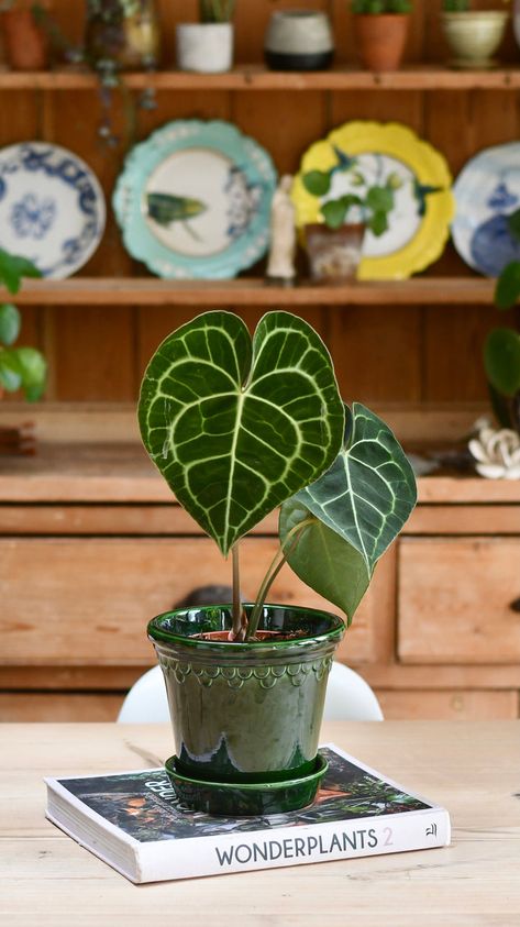 Discover a world of tropical beauty with Happy Houseplants' extensive selection of tropical indoor plants. As the premier destination for green foliage and tropical houseplants in the UK, we take pride in offering a diverse range of stunning options. Make a bold statement with our collection of statement houseplants, o Tropical Indoor Plants, Anthurium Clarinervium, Easy Care Houseplants, Orchid Bark, Buy Plants Online, Plant Delivery, Velvet Texture, House Plant Care, Easy Plants