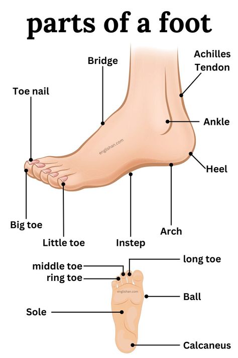 Parts of Foot Names in English - Learn English Vocabulary - Foot Anatomy Basic English Grammar Book, Foot Anatomy, English Word Book, Study English Language, Quiz With Answers, English Transition Words, English Grammar Book, English Phrases Idioms, English Language Learning Grammar