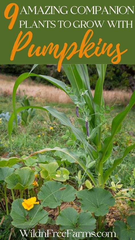 pumpkin companion plants Carrot Companion Plants, Herbs For Chickens, Companion Planting Chart, Garden Bed Layout, Garden Companion Planting, Planting Pumpkins, Pumpkin Garden, Growing Pumpkins, Vegetable Garden For Beginners