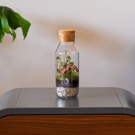 Transform your space with Faro, our DIY mini bottle glass terrarium kit! Featuring vibrant Fittonia and lush Ivy, it's the perfect way to bring nature indoors and will fit any space. Check out more of our products through the link in bio! 🌱💚 . . . #Ivy #Fittonia #plants #greenery #botanical #closedterrarium #terrariumlovers #terrariuminspiration #crafting #craftingfun #craftingideas #gifts #giftsforher #giftsforhim #giftshop #plantsmakepeoplehappy #plantsofinstagram #terrariums #terrarium #pl... Terrarium Kit, Mini Terrarium, Bring Nature Indoors, Mini Bottle, Terrariums Kits, Glass Terrarium, Mini Bottles, Nature Indoors, Terrarium