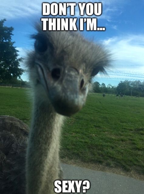 Animal Funny Ostrich Meme Ostrich With Braces, Ostrich Funny, Funny Ostrich, Animated Art, Animal Humour, Animal Funny, Country Boy, Majestic Animals, Animal Jokes