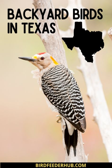 Birds Of Texas, Attract Bats, Texas Birds, Backyard Birds Watching, Backyard Birds Sanctuary, Backyard Birds Feeders, Bird Breeds, Bird Seed Feeders, Bird Calls