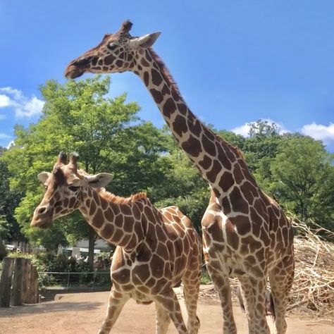 Giraffes Aesthetic, Aesthetic Giraffe, Giraffe Aesthetic, Giraffe Cute, Aesthetic Animals, Giraffe Pictures, Baby Shower Giraffe, Giraffe Nursery, Fluffy Cows