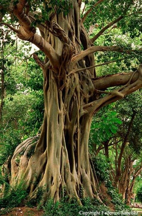 The Bodhi tree, also known as Bo and ‘peepal Tree’ in Nepal and Bhutan, was a large and very old sacred fig tree located in Bodh Gaya, India. Boom Kunst, Bodh Gaya, Weird Trees, Matka Natura, Bodhi Tree, Large Tree, Seni 3d, Old Tree, Old Trees