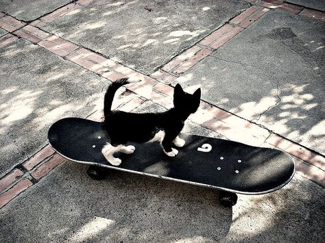 Cat Skateboard, Skateboard Aesthetic, Skater Aesthetic, Cat Aesthetic, Silly Cats, Cat Pics, Skateboarding, Cat Memes, Fur Babies