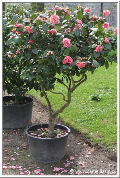 Camelia Tree, Camellia Tree, Camellia Plant, Carpe Koi, Camellia Flower, Evergreen Plants, Colorful Plants, Tree Care, Flowering Shrubs