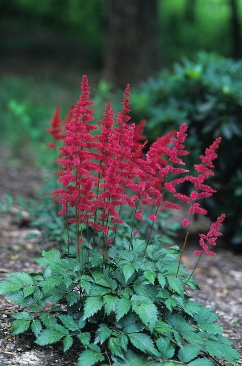 Astilbe Fanal Red, Gravel Garden Ideas, Astilbe Arendsii, Burgundy Garden, Urban Permaculture, Plants For Small Gardens, Cabin Landscape, Plant Palette, Plants For Shade