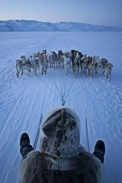 . Sled Dogs, Sled Dog, Dog Sledding, Winter Wonder, Skis, Siberian Husky, Shiba Inu, Sled, Winter Scenes