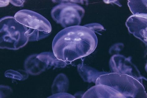 Dadaism Art, Brest France, Sea Jellyfish, Fish In Water, Jellyfish Photo, Black And Blue Wallpaper, Sea Jellies, Cnidaria, Ocean Pictures