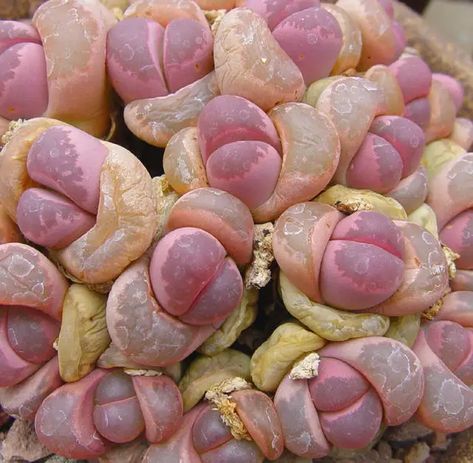 Lithops: Living Stones: Information & Buy Seeds, Plants Online - HubPages Mean Face, Lithops Succulents, Living Stones, Succulent Seeds, Weird Plants, Buy Seeds, Astuces Diy, Succulent Gardening, Bedroom Crafts