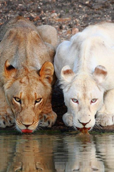 White Lions, Gato Grande, Albino Animals, Animale Rare, Cutest Animals, Cheetahs, Animal Planet, Exotic Pets, Nature Animals