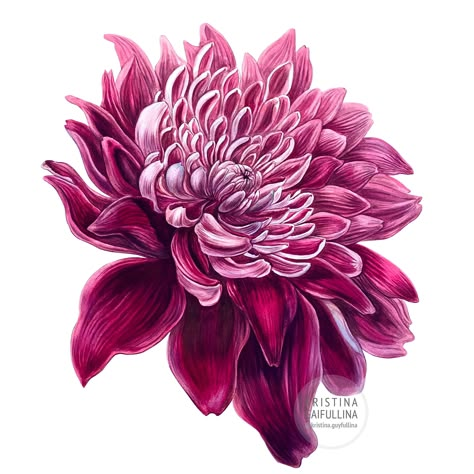 Botanical illustration. Chrysanthemum. on Behance Chrisanthiums Flowers Drawing, Chrysanthemum Illustration, Chrysanthemum Drawing, Chrysanthemum Flower Tattoo, Chrysanthemum Watercolor, Chrysanthemum Painting, November Flower, Flower Bouquet Painting, November Birth Flower