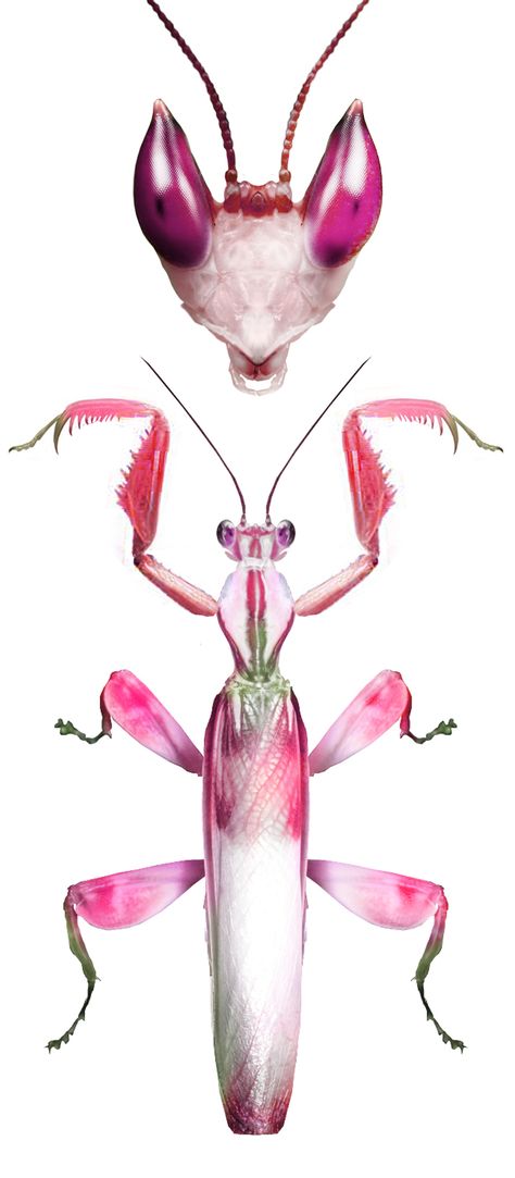 Pink Mantis, Scary Beauty, Leaf Bug, Orchid Mantis, Collage Creator, Cool Insects, Cool Bugs, Animal Study, Beautiful Bugs