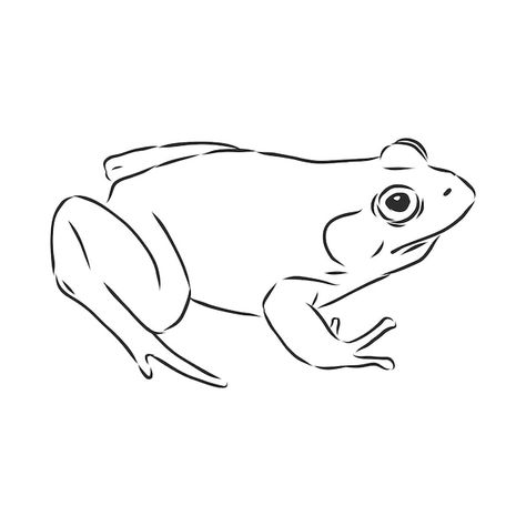 Frog Outline, Frog Vector, Animal Outline, Outline Drawing, Vector Sketch, Sketch Illustration, A Frog, Outline Drawings, Toad