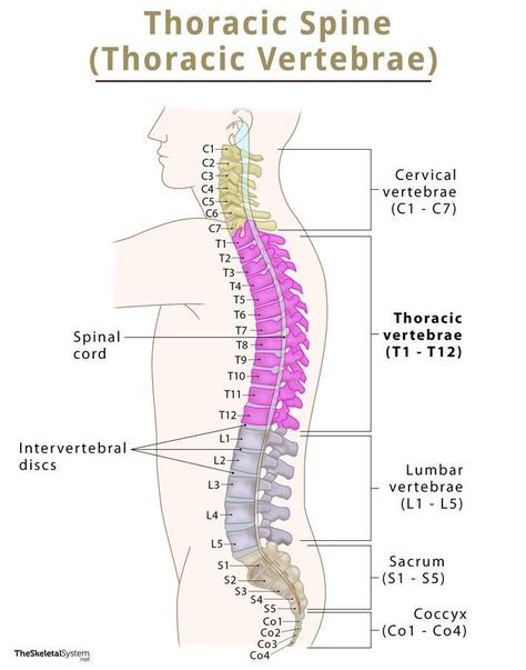 Thoracic Vertebrae (Thoracic Spine) – Anatomy & Labeled Diagram Anatomy Labeled, Spine Vertebrae, How Many Are There, Thoracic Cage, Spine Anatomy, Thoracic Vertebrae, Arm Bones, Intervertebral Disc, Spinal Column