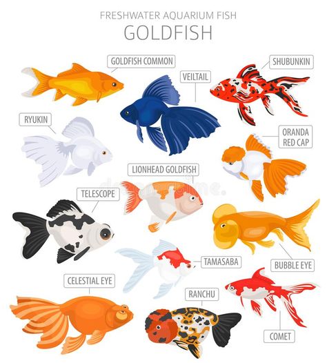 Aesthetic Fish, Goldfish Types, Fish Tank Ideas, Fish Aesthetic, Goldfish Aquarium, Pet Goldfish, Fish Tank Themes, Goldfish Tank, Fish Icon