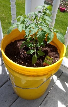 How to Grow Tomatoes in Containers Fertilizer For Tomatoes, How To Grow Tomatoes, Tomato Fertilizer, Tomatoes In Containers, Growing Tomatoes In Containers, Grow Tomatoes, Future Garden, Tomato Cages, Root Growth