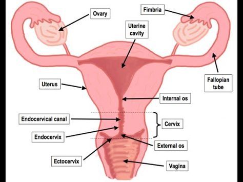 Female Reproduction System, Female Reproductive System Anatomy, Human Anatomy Female, The Female Reproductive System, The Reproductive System, Female Reproductive System, Human Body Anatomy, Fallopian Tubes, Human Anatomy And Physiology