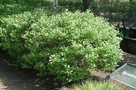 A Guide to Pennsylvania Native Plants | Blog | Stauffers Pennsylvania Native Landscaping, Native Plant Landscape Pennsylvania, Pennsylvania Native Plants, Native Pennsylvania Plants, Pennsylvania State Flower, Northeast Native Plants, Appalachian Native Plants, Native Plant Landscape, Twig Dogwood