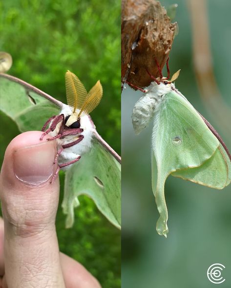 The Luna moth (Actias luna) is a strikingly beautiful insect native to North America, renowned for its large size and distinctive appearance. It features pale green wings with long, sweeping tails and eye spots on each wing, which serve as a defense mechanism against predators. The wingspan of a Luna moth can reach up to 4.5 inches. Adult Luna moths have a short lifespan of about a week, during which they do not eat, as they lack functional mouthparts. Their primary focus is to mate and repr... Moth Luna, Chinese Luna Moth, Chinese Lunar Moth, Luna Moth Side View, Albino Luna Moth, Lunar Moth, Mottled Opal Moth, Green Wing, Cool Bugs