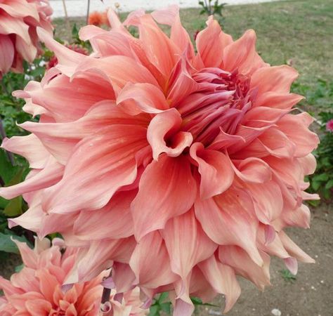 Sierra Glow - Summer Dreams Sierra Glow Dahlia, Girly Flowers, Flowers Exotic, Light Orange Color, Dahlia Garden, Flowers In The Attic, Sunflowers And Daisies, Growing Dahlias, Related Post