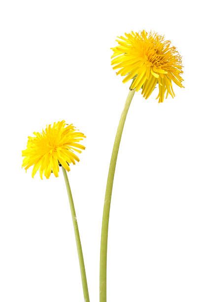 Montessori Table, Montessori, Art Inspo, Dandelion, Tattoos, Plants, Flowers