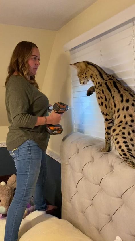 marina_stri (@marinastri) on TikTok Serval Cat, Serval Cats, Cute Wild Animals, Cat Room, Wrapping Ideas, Cute Animal Videos, Funny Cute Cats, Cute Cats And Dogs, Cat Tattoo