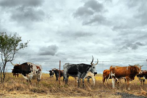 Cattle Herd, Nguni Cattle, Long Horns, Longhorn Cattle, Longhorn Cow, Farm Lifestyle, Dallas Photographers, Countryside Landscape, Farm Scene