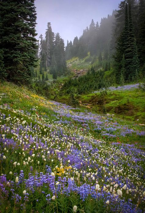 Mount Rainier Wildflowers, Washington Matka Natura, Foggy Day, Alam Yang Indah, Alam Semula Jadi, Nature Aesthetic, Pretty Places, In The Mountains, Belize, Belle Photo