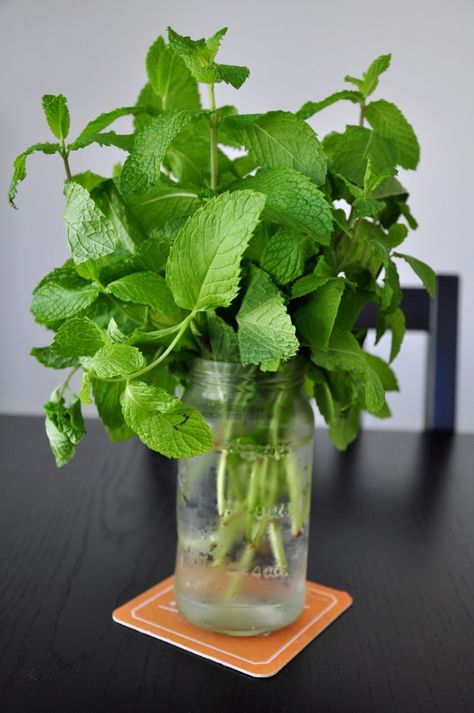 How to Preserve Fresh Mint & More Tips for Herbs - StreetSmart Kitchen Pomegranate Mojito, Preserve Fresh Herbs, Store Fresh Herbs, Tea For Digestion, Herb Storage, Preserving Herbs, Massage Envy, Increase Circulation, Beef Salad